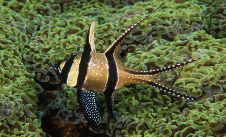 Banggai Cardinalfish