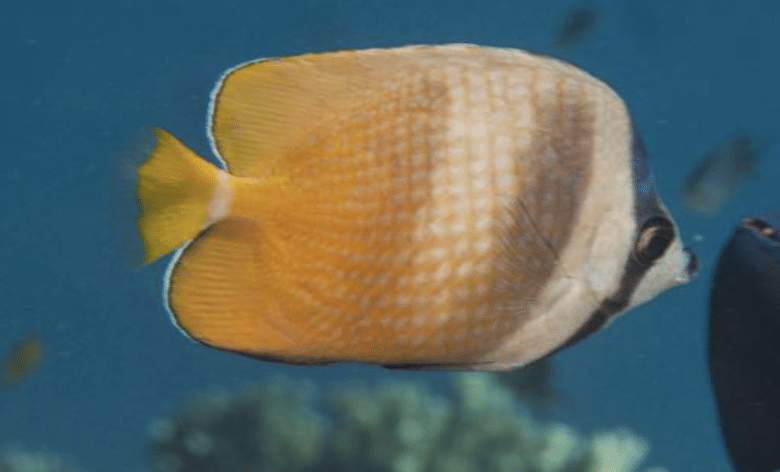 Blacklip Butterflyfish