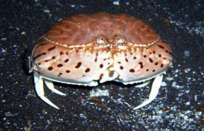 Box Crab