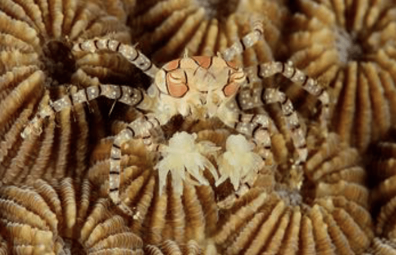 Boxer Crab