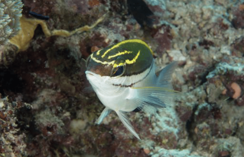 Bridled-monocle Bream