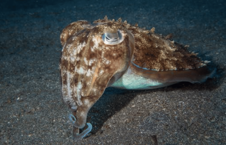 Broad Club Cuttlefish