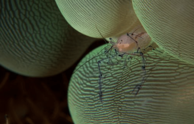 Bubble Coral Shrimp