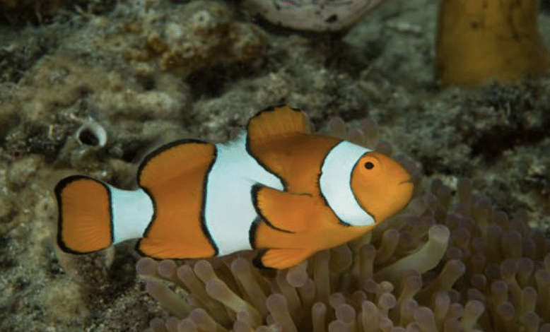 Clown Anemonefish