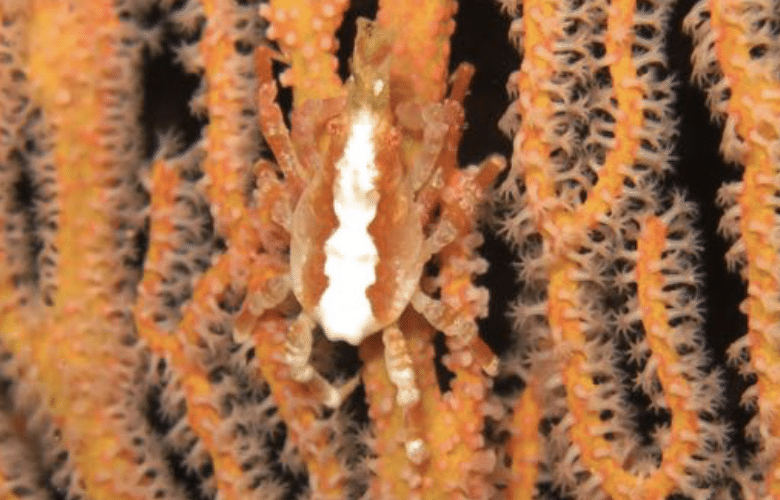 Conical Spider Crab