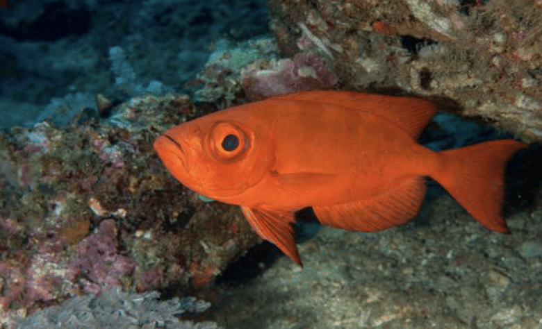 Crescent-tail Bigeye