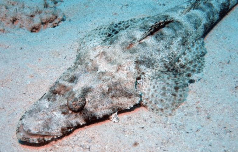 Crocodile Flathead