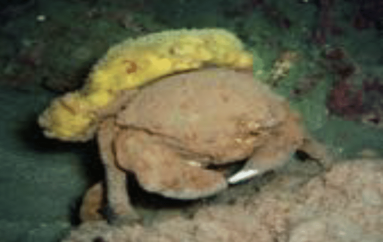 De Haan’s Sponge Crab