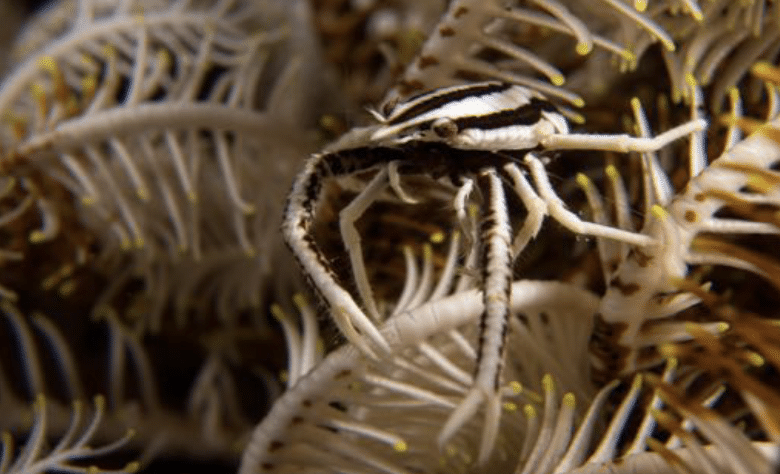 Elegant Crinoid Squat Lobster