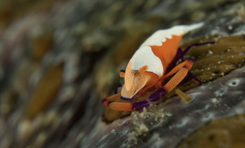Emperor Shrimp