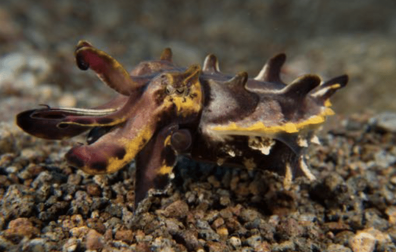 Flamboyant Cuttlefish