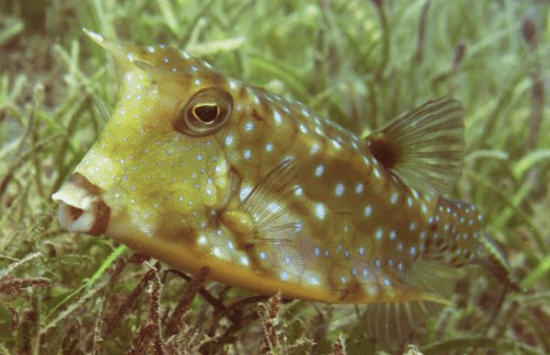 Longhorn Cowfish