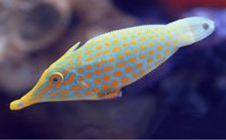 Longnose Filefish