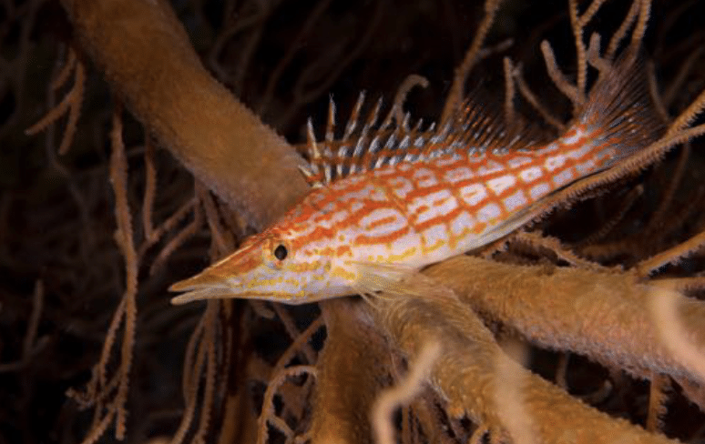 Longnose Hawkfish