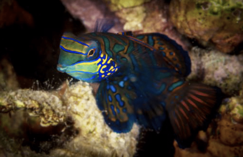 Mandarin fish