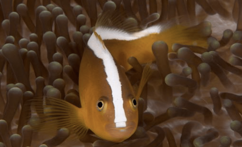 Orange Anemonefish