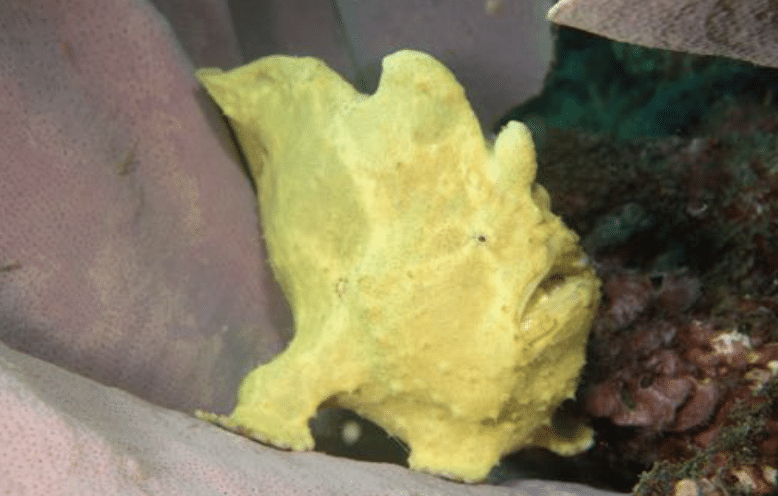 Painted Frogfish