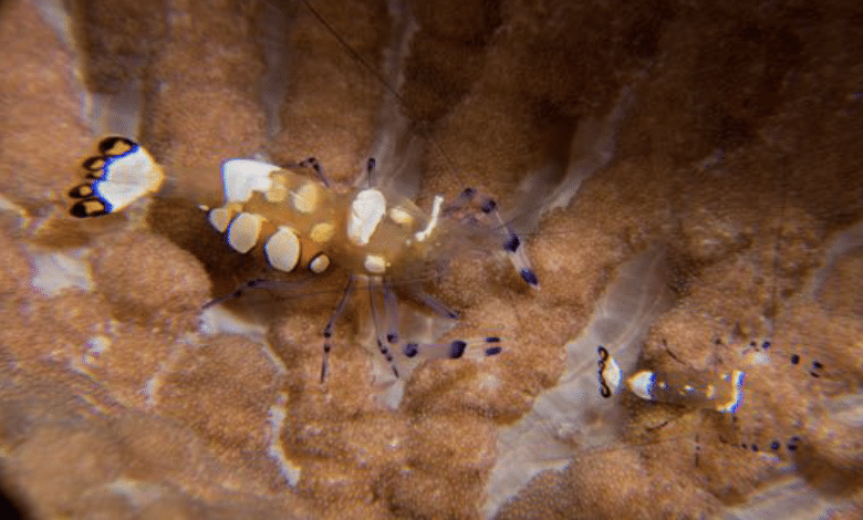 Peacock-Tail Anemone Shrimp
