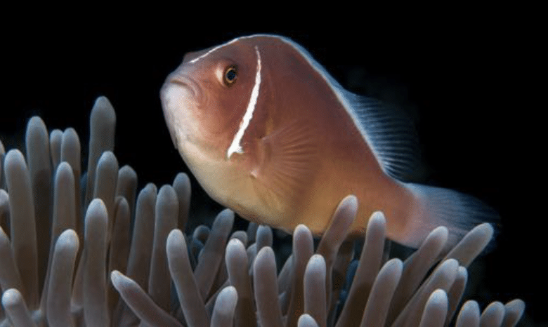 Pink Anemonefish