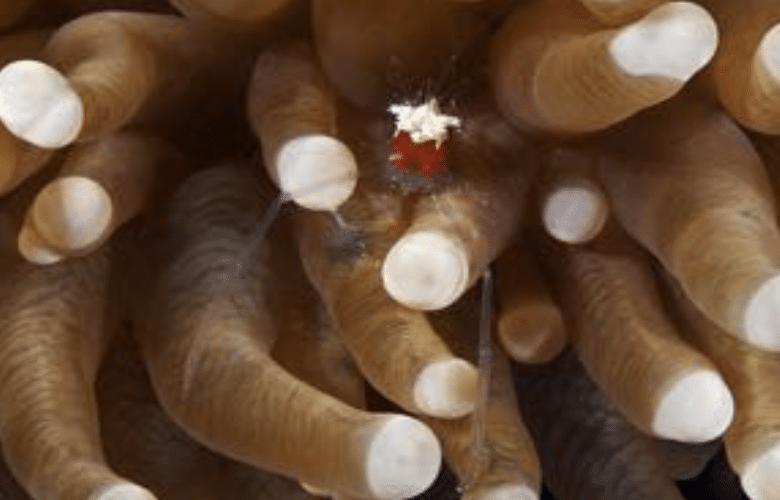 Popcorn Shrimp