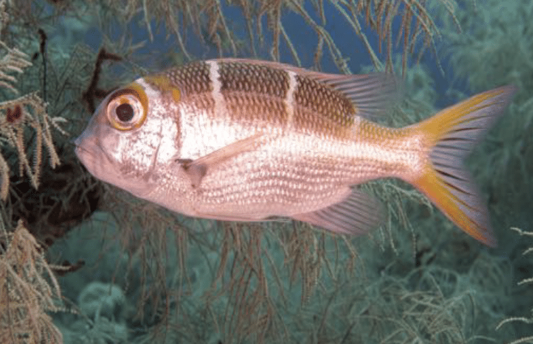Redfin Bream