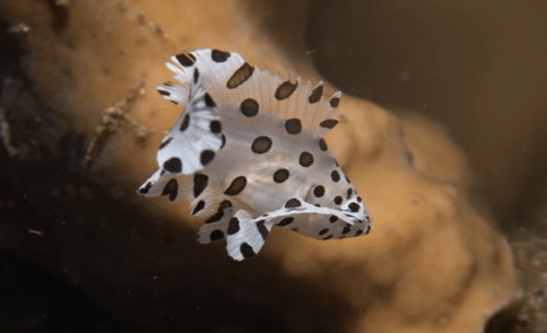 Siladen Fish