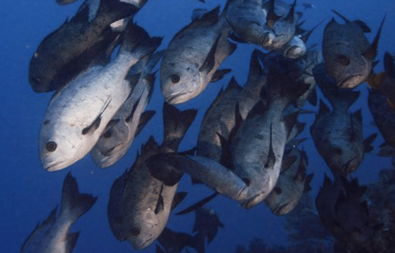 Siladen Fish