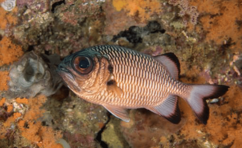 Shadowfin Soldierfish