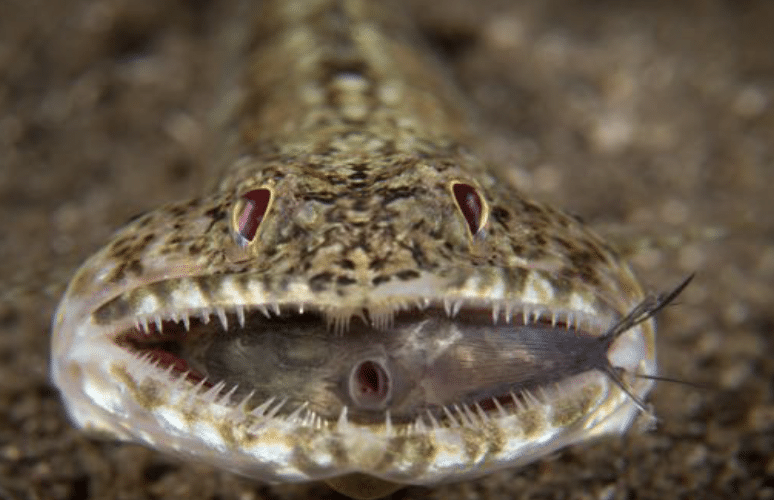 Shortfin Lizardfish