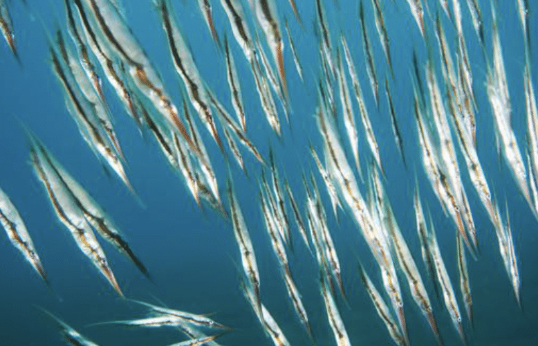 Shrimpfish