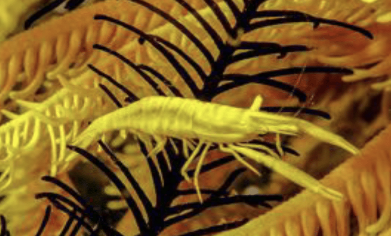 Slender Crinoid Shrimp
