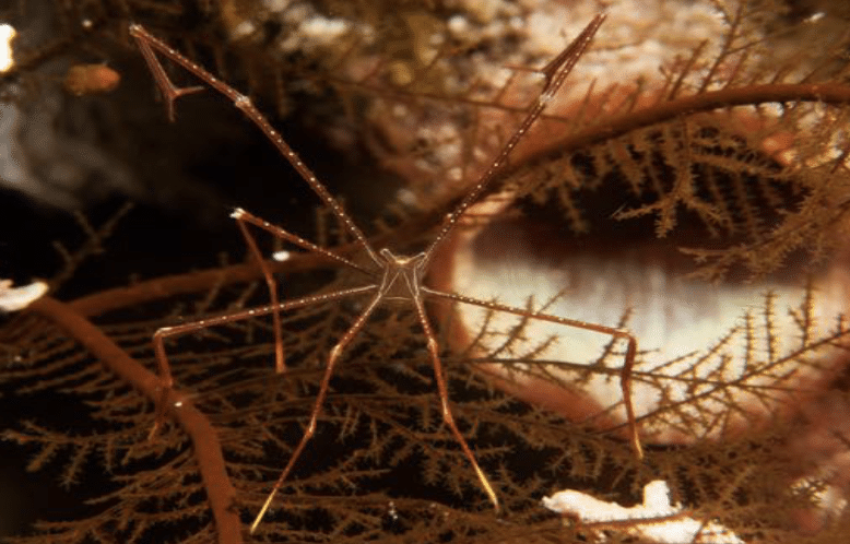 Spider Squat Lobster