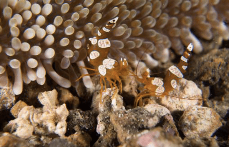 Squat Shrimp