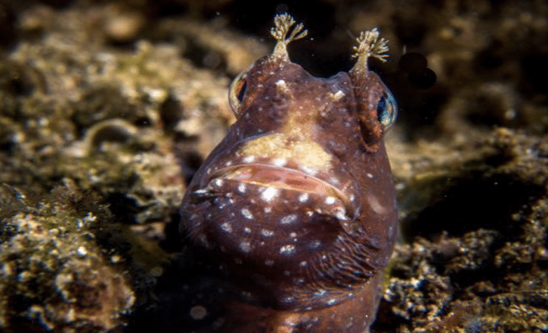 Starry Blenny