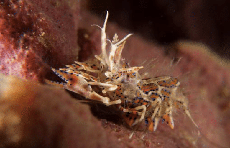 Tiger Shrimp
