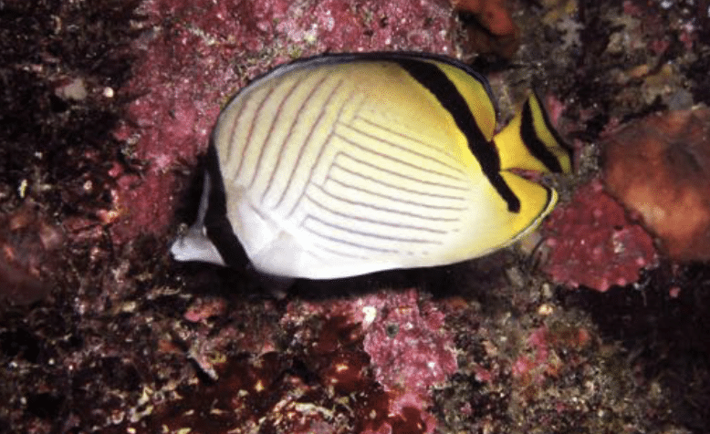 Vagabond Butterflyfish