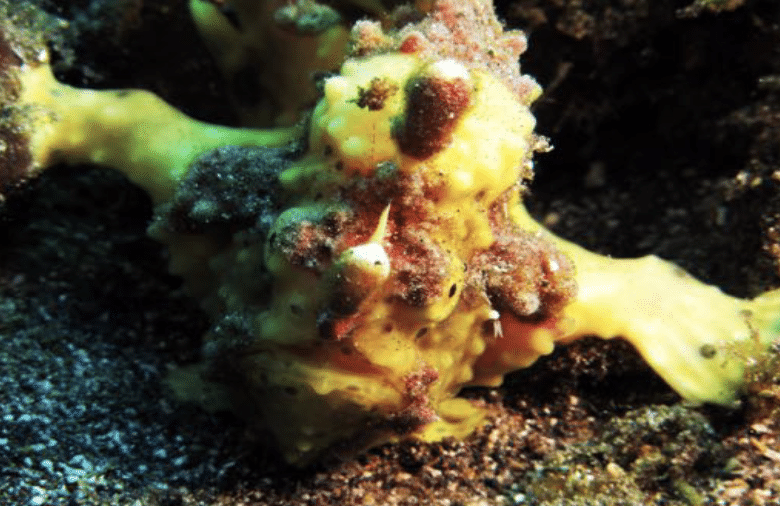 Warty Frogfish