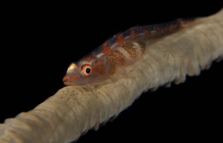 Wirecoral Goby