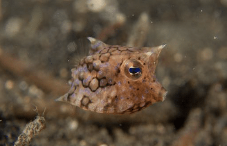 juv. Thornback Cowfish